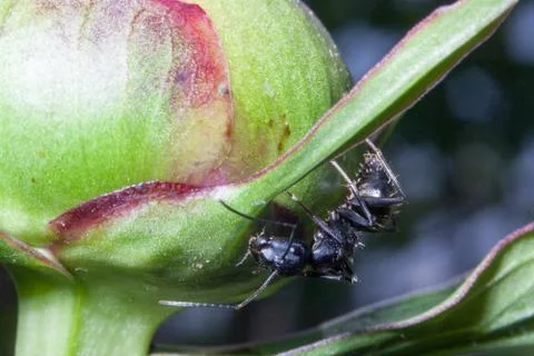 Details of ant Stock Photos