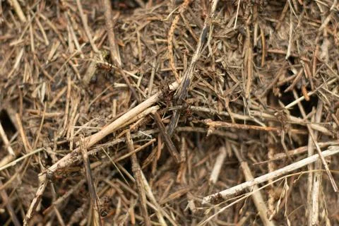 Details of the anthill close-up Stock Photos