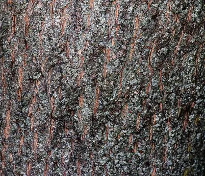 Details of the bark texture of the field maple, or Acer campestre in Latin... Foto stock