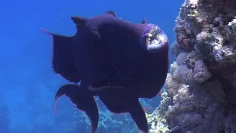 Details Of Blue Triggerfish (Pseudobalistes fuscus) Close Up Stock Footage 291208589