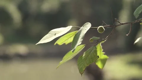 The details of a brightly back-lit leaf on a tree branch with small breeze Stock Footage 348105333