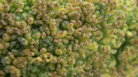 Details Of A Broccoli Floret, macro shot Stock Footage 127418020