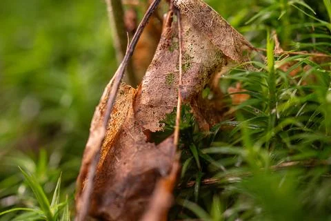 Details of a brown decomposing leaf in a forest. Stock Photos