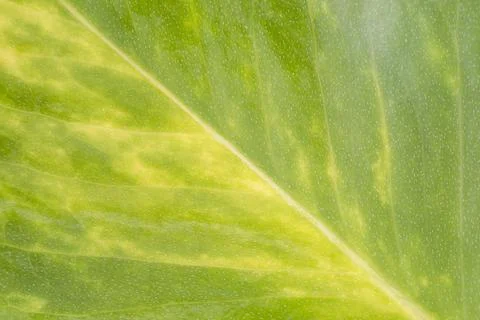 Details on the creeper leaf Stock Photos