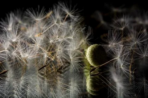 Details of dandelion Stock Photos