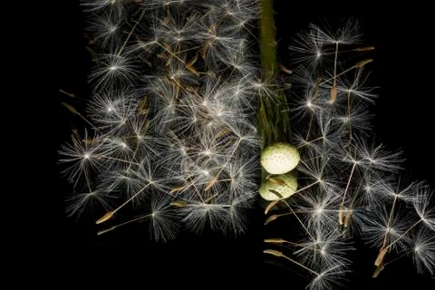 Details of dandelion Stock Photos