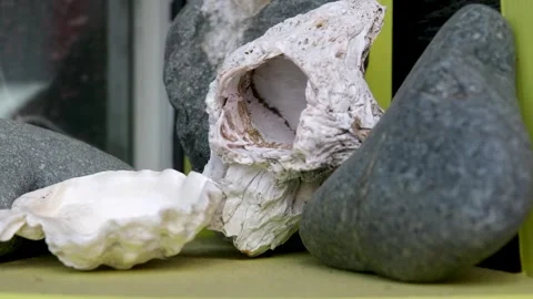 Details decor figurines shells various products Victoria, Canada Fisherman's Stock Footage 256573827