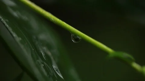 Details, A drop of Water Attached to its Twig Stock Footage 107322721