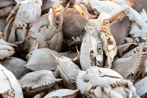 Details of empty crab shells making piles by Vistonida lake in Rodopi, Greece Stock Photos