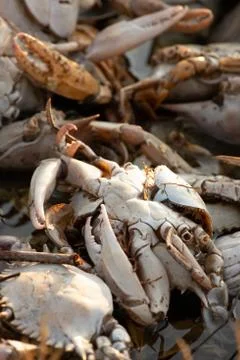 Details of empty crab shells making piles by Vistonida lake in Rodopi, Greece Stock Photos