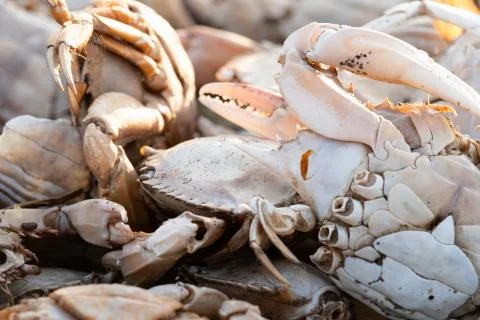 Details of empty crab shells making piles by Vistonida lake in Rodopi, Greece Stock Photos
