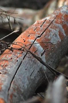 Details of a fallen tree-trunk. Stock Photos