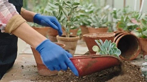 Details in front of the camera how a gardener with blue gloves planted a small Stock Footage 124286019