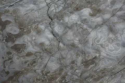 Details of grey rock structure texture, drying during low tide. Foto stock
