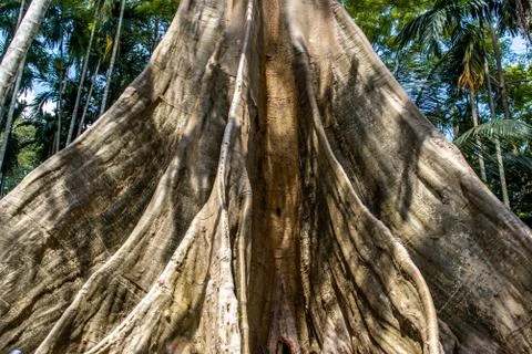 Details of The image of The largest and highest giant tree  in Ban Sanam of U Stock Photos