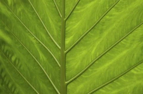 Details of a large green leaf Stock Photos