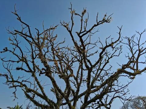 Details of a large tree, with the crown completely dry. Stock Photos