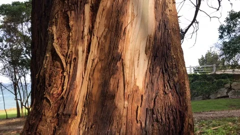 Details of the layers of an old tree from the bottom up in a park near the ci Stock Footage 126105842