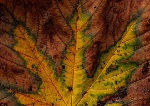 The details of a leaf Stock Photos