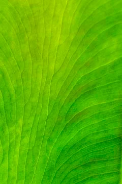Details of leaf of a tropical tree Stock Photos