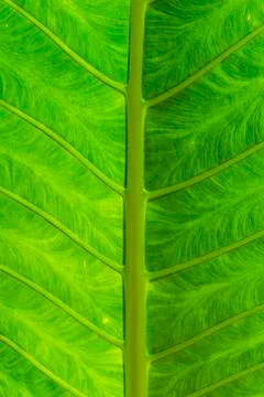 Details of leaf of a tropical tree Stock Photos