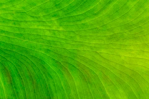 Details of leaf of a tropical tree Stock Photos