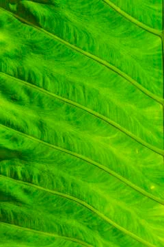 Details of leaf of a tropical tree Stock Photos