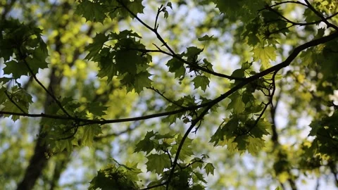 Details of maple tree leaves. Video stock 131090259