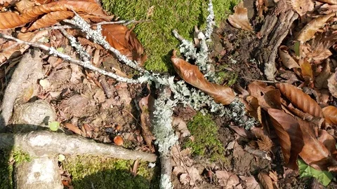 Details on moss on a fallen tree branch and autumn leaves. 4k. copy space Stock Footage 81304845