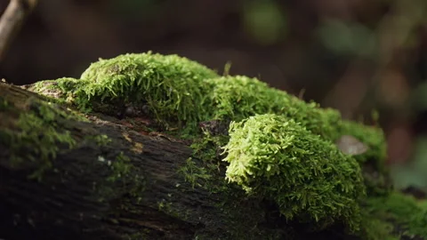 Details of moss on a tree trunk in Cilento Video stock 263742880