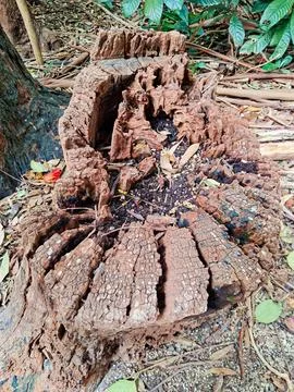 Details of an old tree cut. Stock Photos