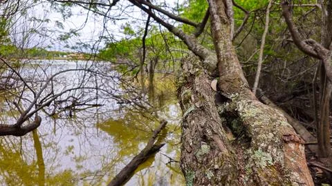 Details of old tree trunk Foto stock