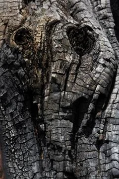 Details with patterned surface texture of burnt wood Stock Photos