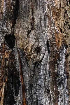 Details with patterned surface texture of burnt wood Stock Photos