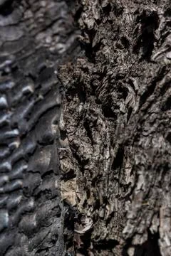 Details with patterned surface texture of burnt wood 스톡 사진