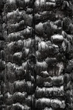 Details patterned surface texture of burnt wood texture Stock Photos