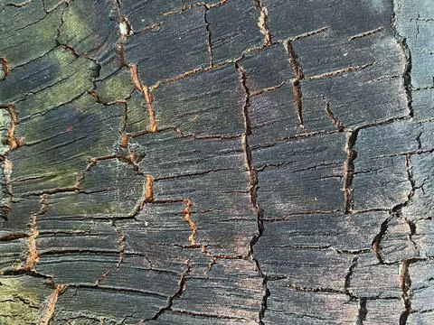 Details of the patterned surface texture of charred birch wood Foto stock
