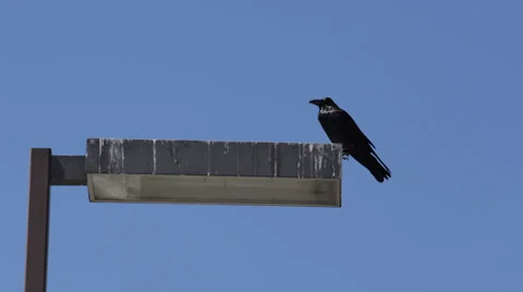 Details Portrait Closeup Crow Raven Sitting Watching Electric Street Light Lamp Stock Footage 35303353