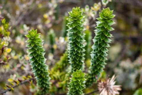 The details of a rare plant in Cajas National Park, Ecuador Stock Photos