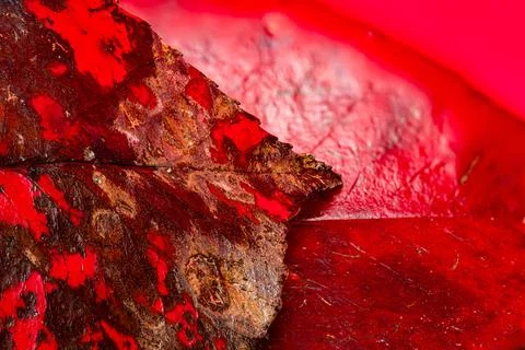 Details of a red leaf pattern, showcasing the intricate veins and texture o.. Stock Photos