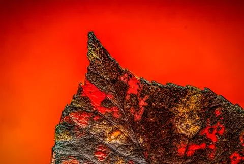 Details of a red leaf pattern, showcasing the intricate veins and texture o.. Foto stock