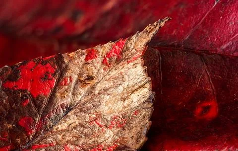 Details of a red leaf pattern, showcasing the intricate veins and texture o.. Stock Photos