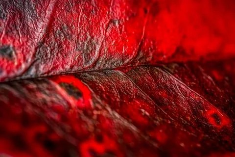Details of a red leaf pattern, showcasing the intricate veins and texture o.. Stock Photos