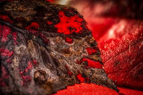 Details of a red leaf pattern, showcasing the intricate veins and texture o.. Stock Photos