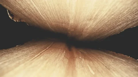 Details of the relief of the tree structure Video stock 148862631