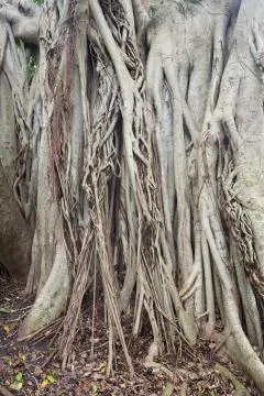 Details of the root system of the banyan tree Stock Photos