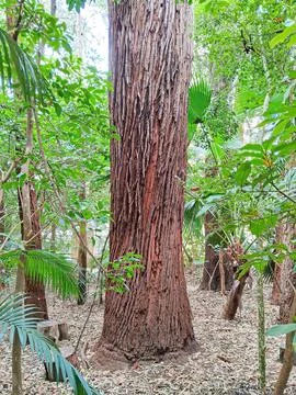 Details of a rough tree trunk. Stock Photos