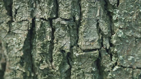 Details of structure of bark of an old t... | Stock Video | Pond5