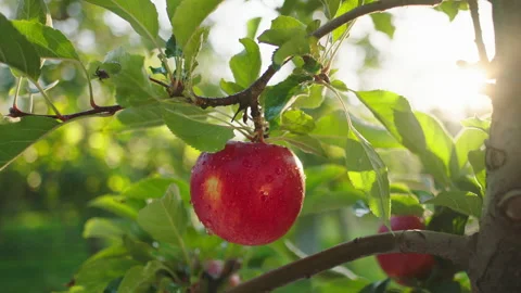 Details taking closeup in front of the camera ripe red apple from the tree in Stock Footage 167682886