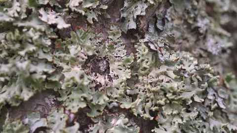 Details of tree bark and moss. Beautiful texture of the tree bark Video stock 111710070